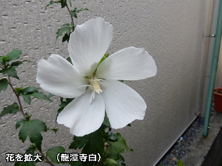 e0033229_18422443.jpg