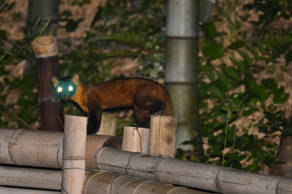 夜の東町公園 イタチ : 不定期更新 彩都付近の自然観察日記