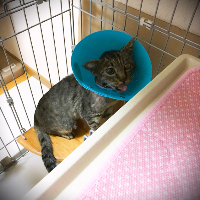 病院イヤキチUP_d0355333_20425015.jpg