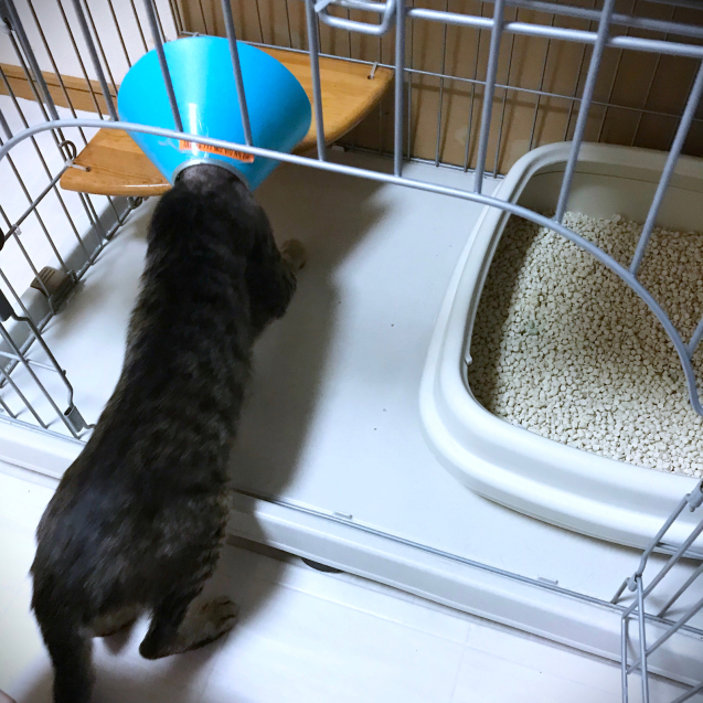 病院イヤキチUP_d0355333_20430347.jpg