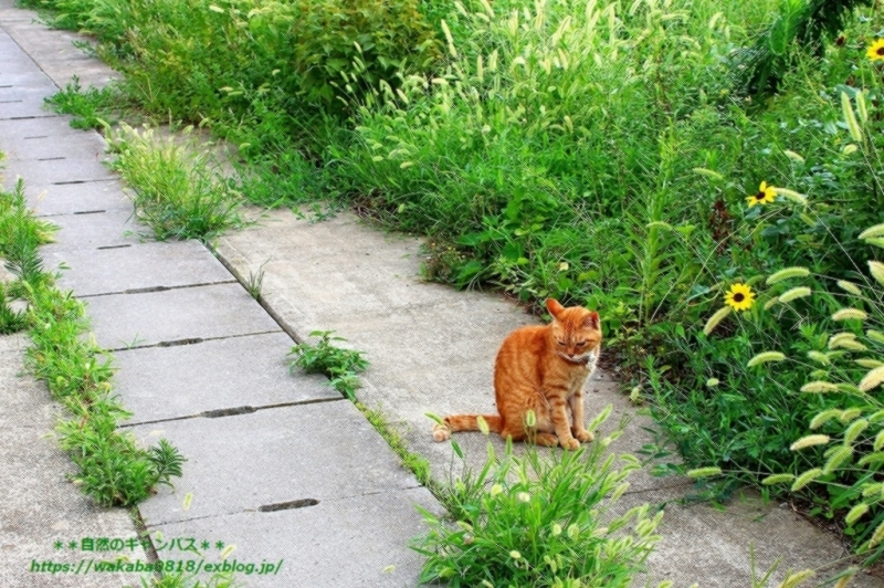 猫の遊び場の草むらが無くなりました 自然のキャンバス 猫の遊び場の草むらが無くなりました 自然のキャンバス