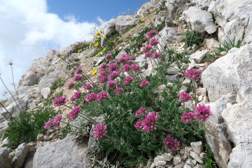 8月も山に花満つグラン・サッソ、アブルッツォ_f0234936_727610.jpg