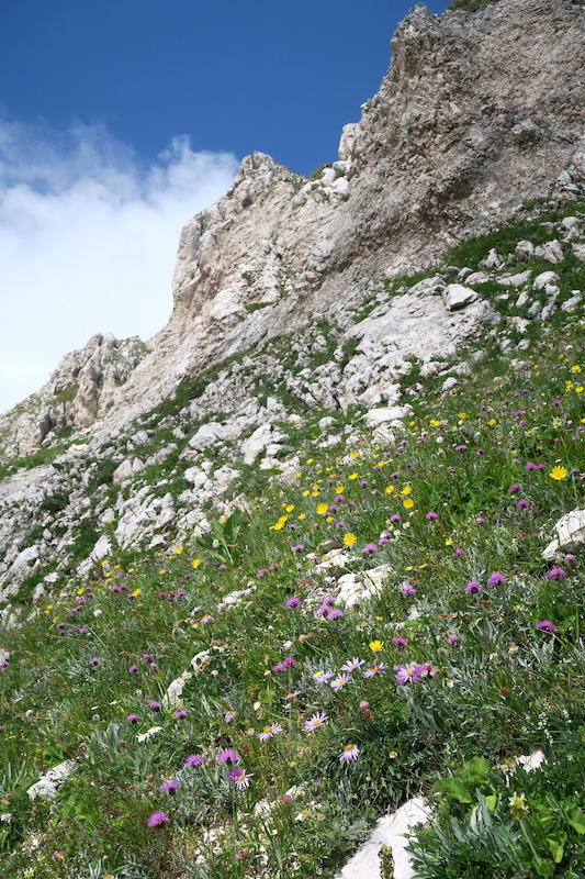 8月も山に花満つグラン・サッソ、アブルッツォ_f0234936_7341983.jpg