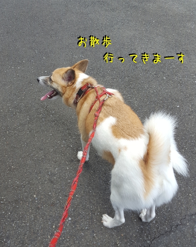 a0353444_08532645.jpg