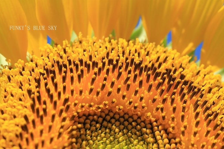 c0145250_10354626.jpg