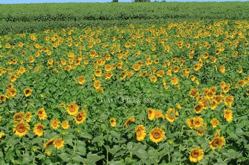 c0145250_10355526.jpg