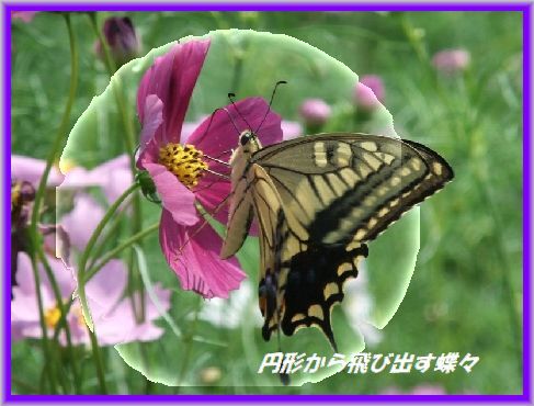 h30 8 7 円形から飛び出す画像 ダンちゃんのデジカメ日記 h30 8 7 円形から飛び出す画像 ダンちゃんのデジカメ日記
