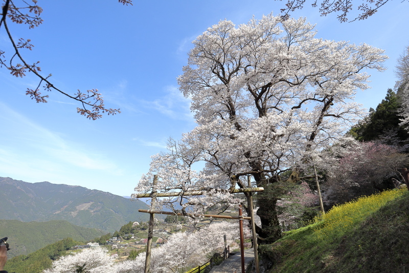 ひょうたん桜公園_a0077663_07090761.jpg