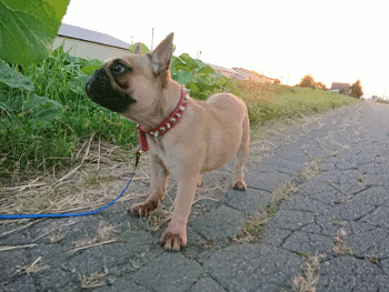 b0056476_12224231.gif