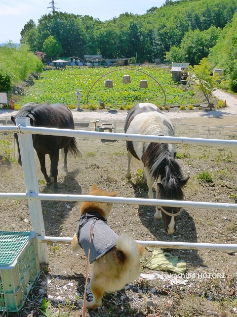 f0150377_22062229.jpg