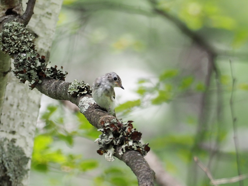 コサメビタキの幼鳥_f0372177_20343112.jpg