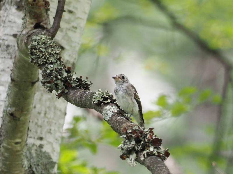 コサメビタキの幼鳥_f0372177_20381237.jpg