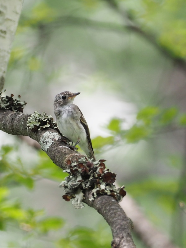 コサメビタキの幼鳥_f0372177_20384375.jpg