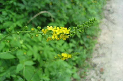c0229483_9275548.jpg