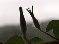 c0386291_09114928.jpg
