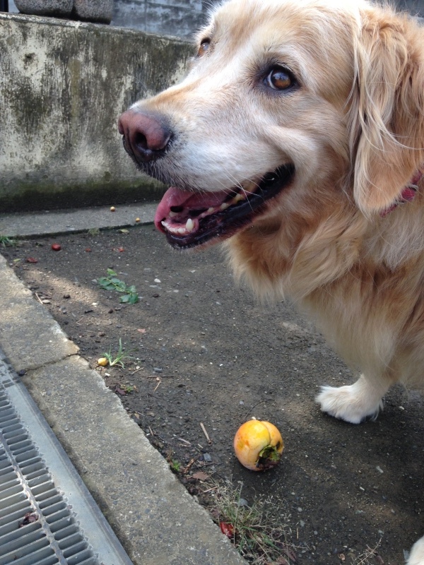 b0275998_13431463.jpeg