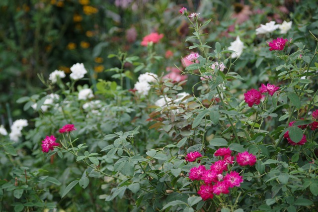 小さなローズガーデンに咲くバラと夏の花  ~ 続き_b0356401_21293329.jpg