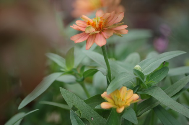 小さなローズガーデンに咲くバラと夏の花  ~ 続き_b0356401_21303315.jpg