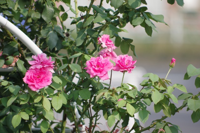 小さなローズガーデンに咲くバラと夏の花  ~ 続き_b0356401_21312740.jpg