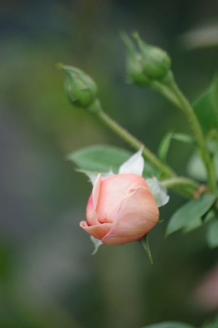 小さなローズガーデンに咲くバラと夏の花  ~ 続き_b0356401_21313386.jpg