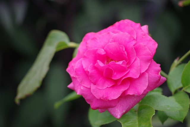 小さなローズガーデンに咲くバラと夏の花  ~ 続き_b0356401_21315010.jpg