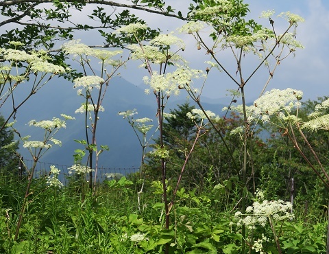 「午前中なら・・涼しいと思います」三ツ峠山(^o^)_a0158702_11555658.jpg