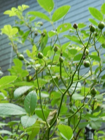 c0152002_18315012.jpg