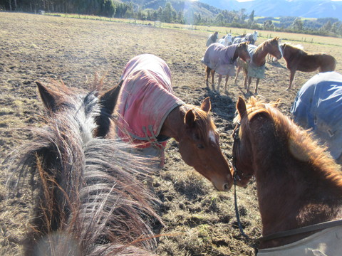 冬のニュージーランド旅（14) 馬合宿 ＊3日目の朝＊馬を迎えに放牧地へ_c0212604_22244387.jpg