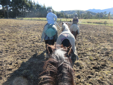 冬のニュージーランド旅（14) 馬合宿 ＊3日目の朝＊馬を迎えに放牧地へ_c0212604_22263167.jpg