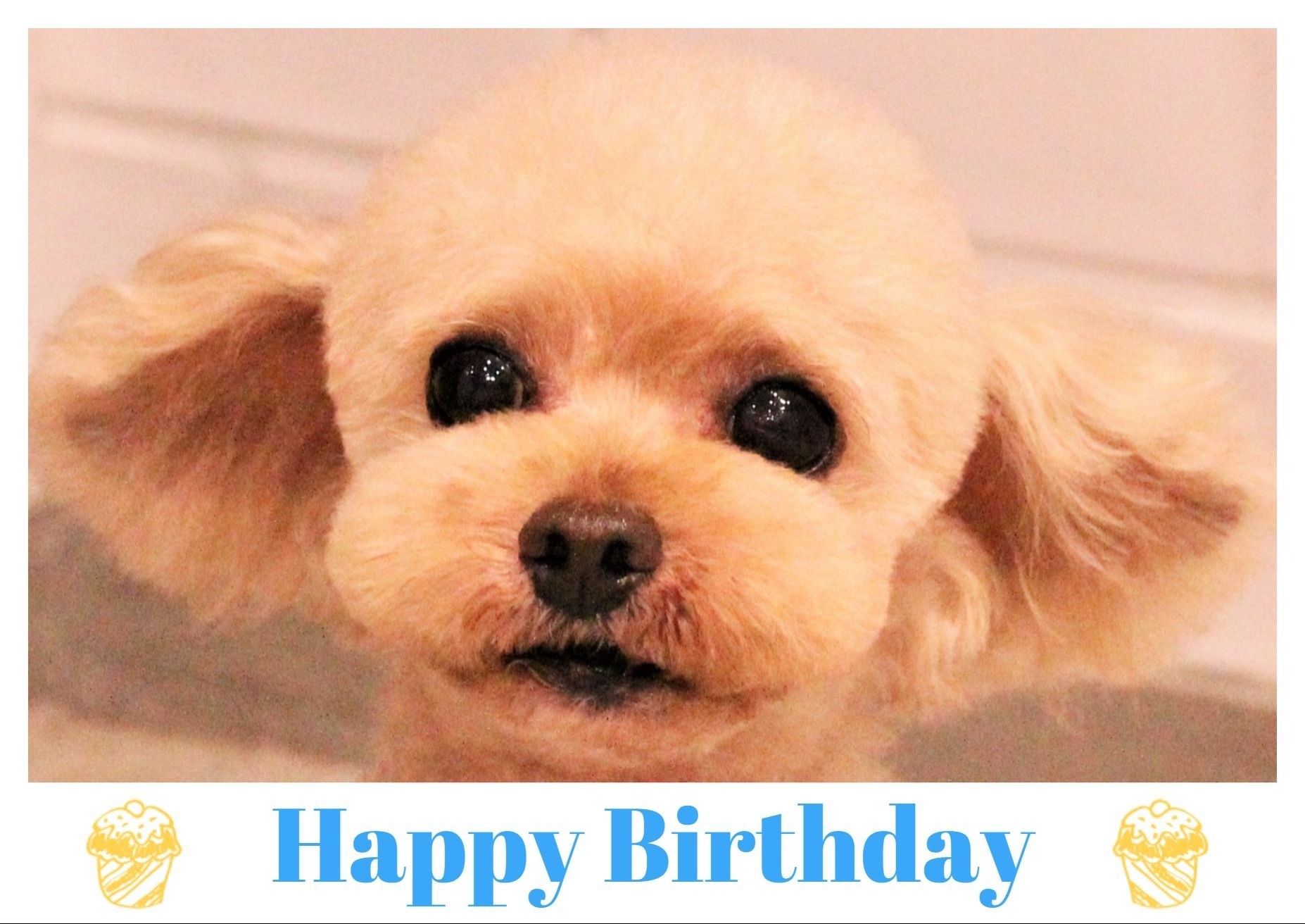 Happy Birthday ♡ ポッポくん_d0060413_16474304.jpg