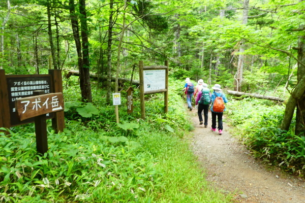 ＊＊＊＊＊ 花の百名山　アポイ岳 (810.2M)   幌満お花畑 編 ＊＊＊＊＊_d0170615_10363483.jpg