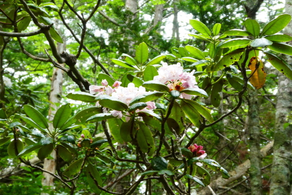 ＊＊＊＊＊ 花の百名山　アポイ岳 (810.2M)   幌満お花畑 編 ＊＊＊＊＊_d0170615_10364218.jpg