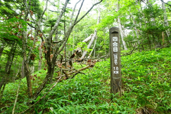 ＊＊＊＊＊ 花の百名山　アポイ岳 (810.2M)   幌満お花畑 編 ＊＊＊＊＊_d0170615_10365625.jpg