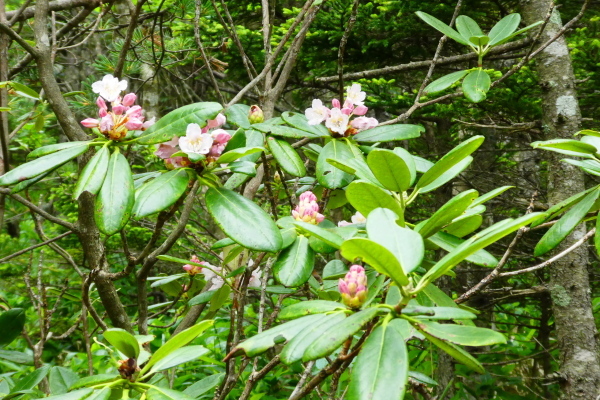 ＊＊＊＊＊ 花の百名山　アポイ岳 (810.2M)   幌満お花畑 編 ＊＊＊＊＊_d0170615_10370376.jpg