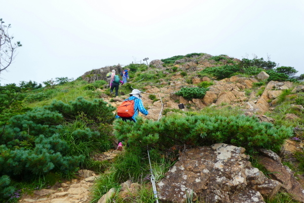 ＊＊＊＊＊ 花の百名山　アポイ岳 (810.2M)   幌満お花畑 編 ＊＊＊＊＊_d0170615_10375725.jpg