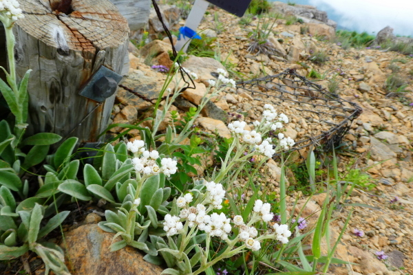 ＊＊＊＊＊ 花の百名山　アポイ岳 (810.2M)   幌満お花畑 編 ＊＊＊＊＊_d0170615_10380538.jpg