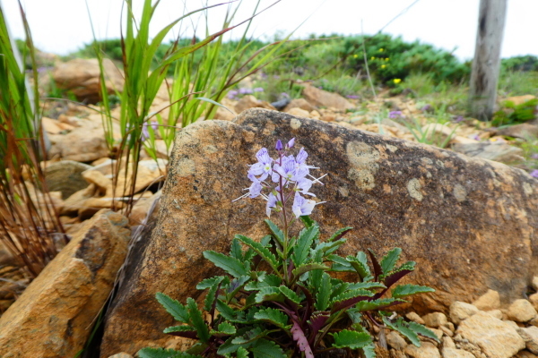 ＊＊＊＊＊ 花の百名山　アポイ岳 (810.2M)   幌満お花畑 編 ＊＊＊＊＊_d0170615_10382011.jpg