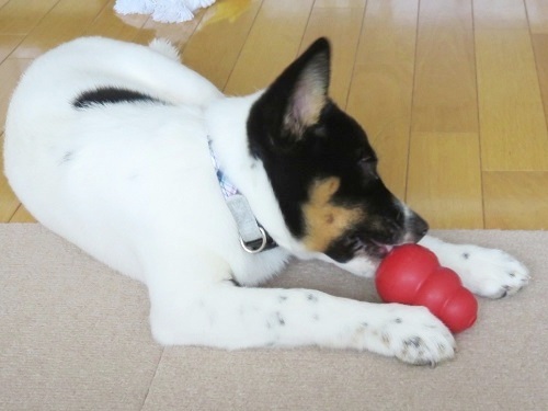 大きいコング チョビりくに癒される毎日