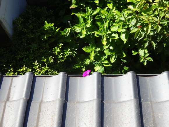 b0163121_21134965.jpeg