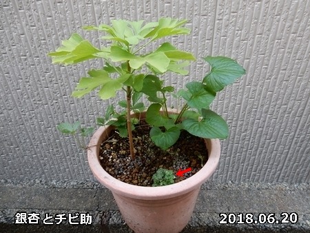e0033229_18451347.jpg