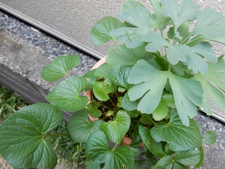 自然とともに生きる 自然とともに生きる