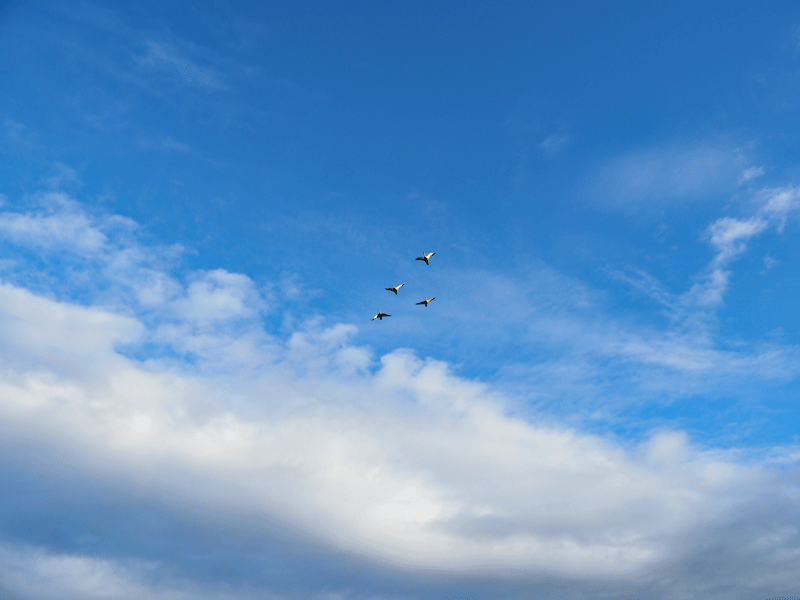 d0290240_09455357.gif