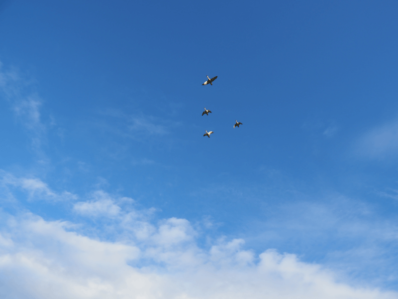 d0290240_09460574.gif