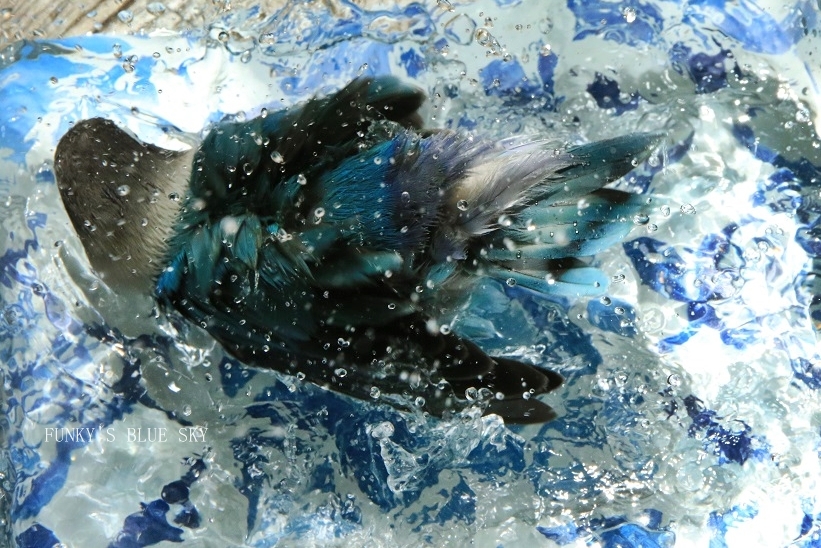 c0145250_11064863.jpg