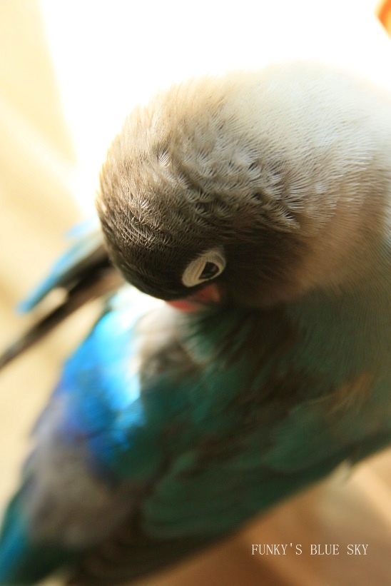 c0145250_11065456.jpg