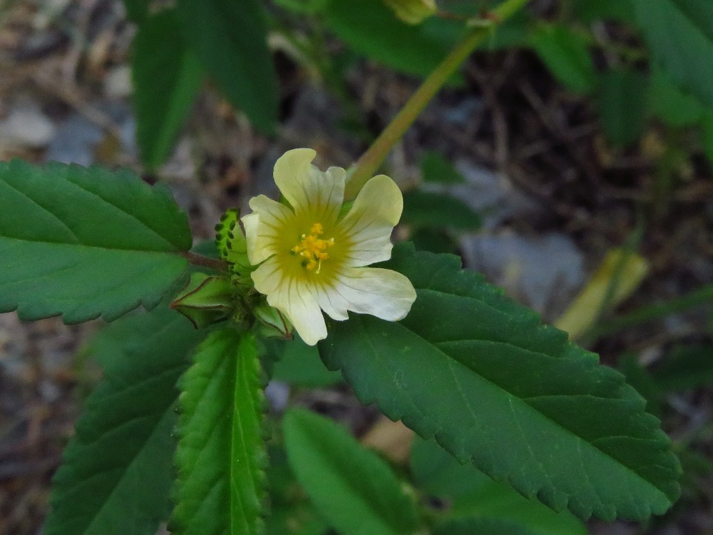 a0018655_12595942.jpg