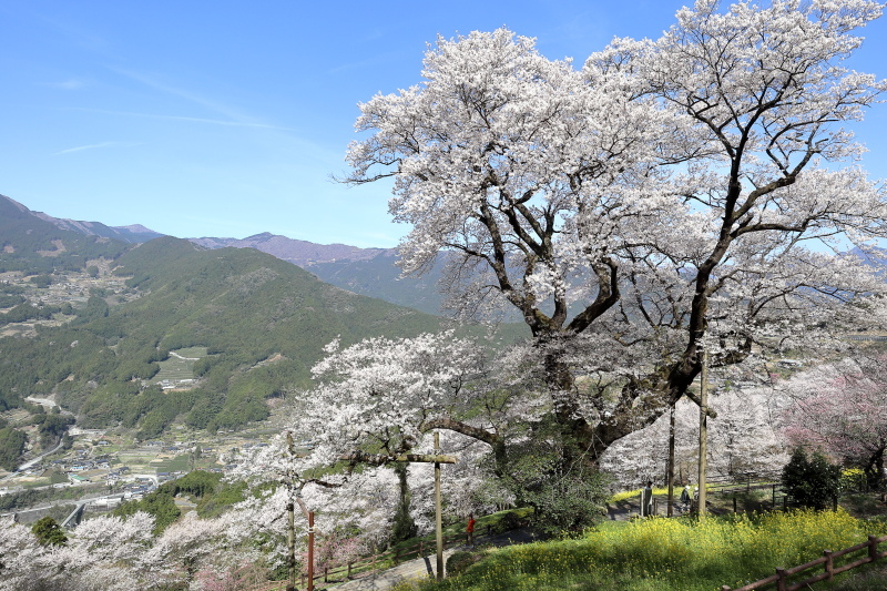 ひょうたん桜公園 四国カルスト にゃお吉の高知競馬 応援写真日記 A 高知の美味しいお店 ひょうたん桜公園 四国カルスト にゃお吉の高知競馬 応援写真日記 A 高知の美味しいお店