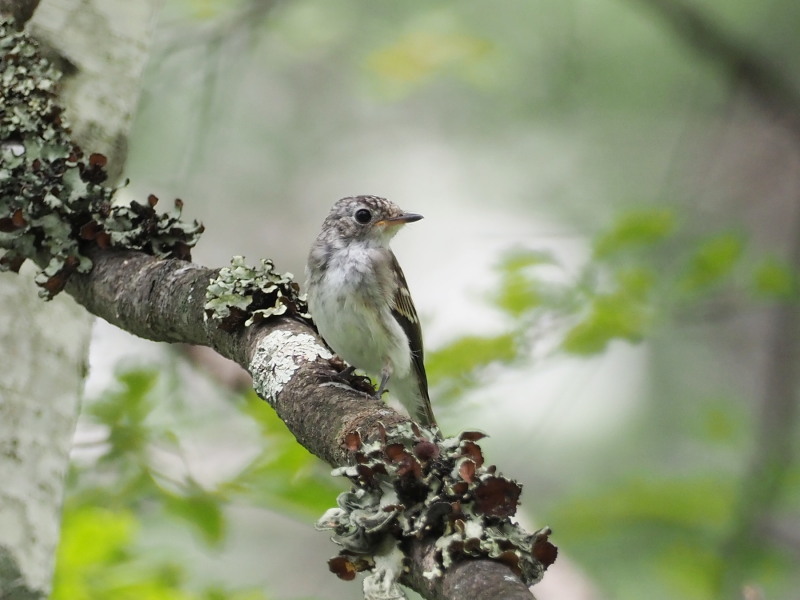 コサメビタキの幼鳥_f0372177_19203307.jpg