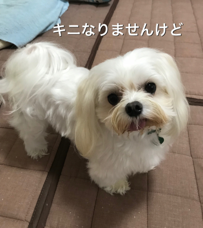 b0193480_13124917.jpeg