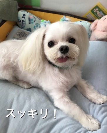 b0193480_13130502.jpeg